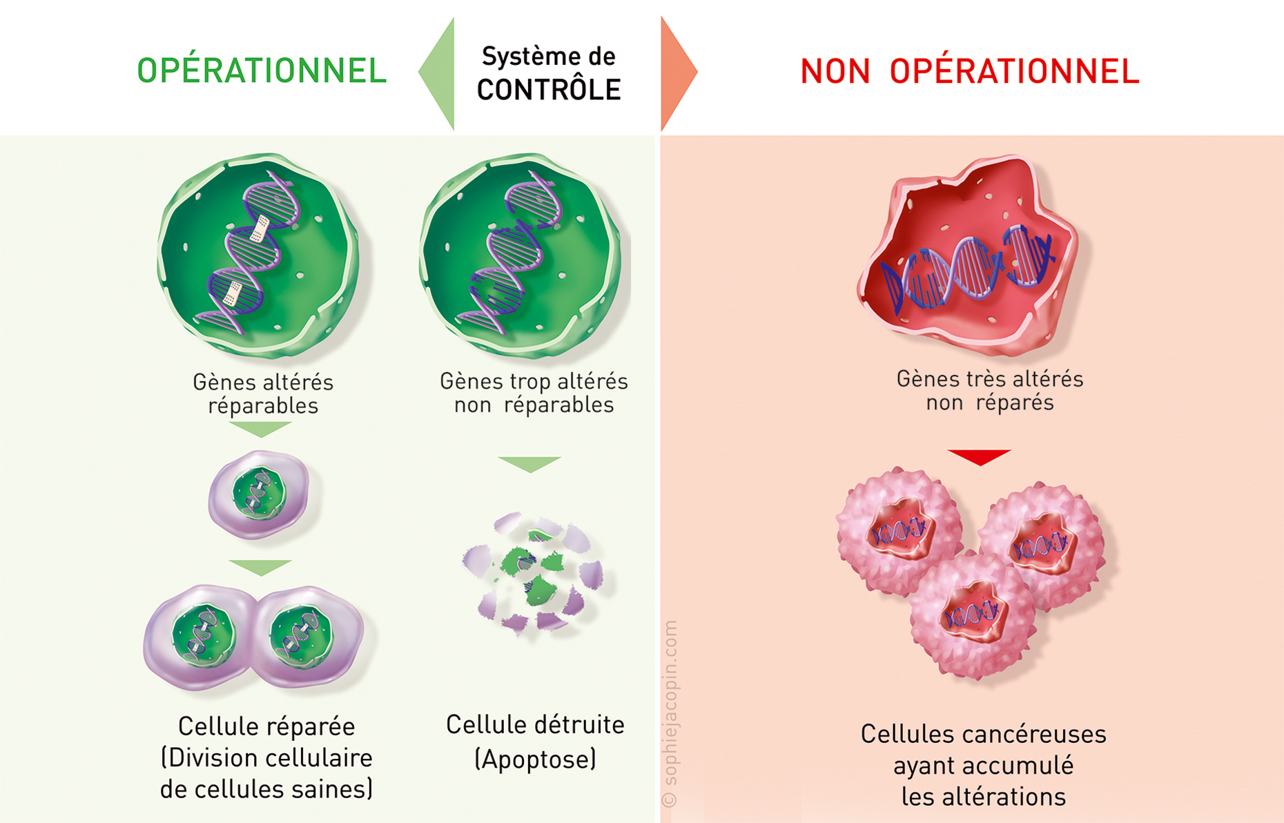Les défaillances à l'origine du cancer