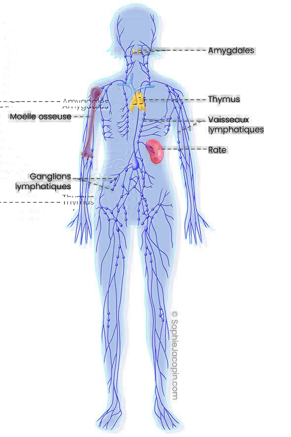 Système Lymphatique