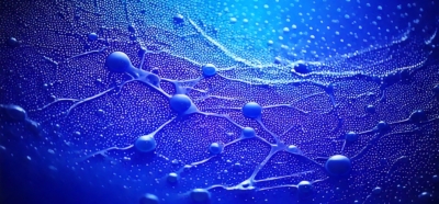 synapses
