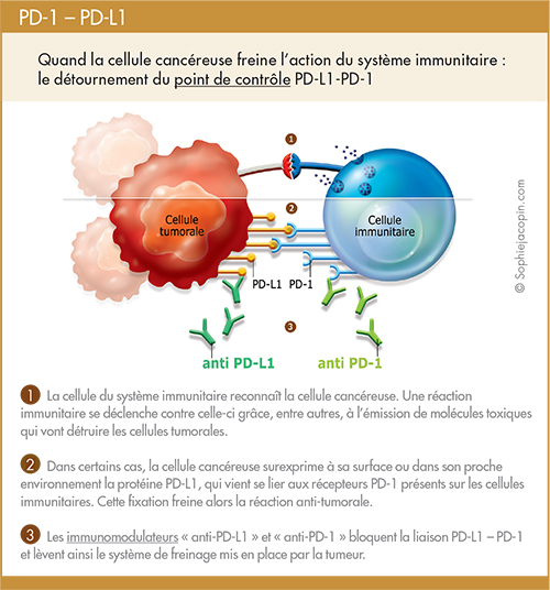 Pd1 Pdl1