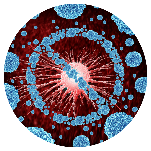 cellules