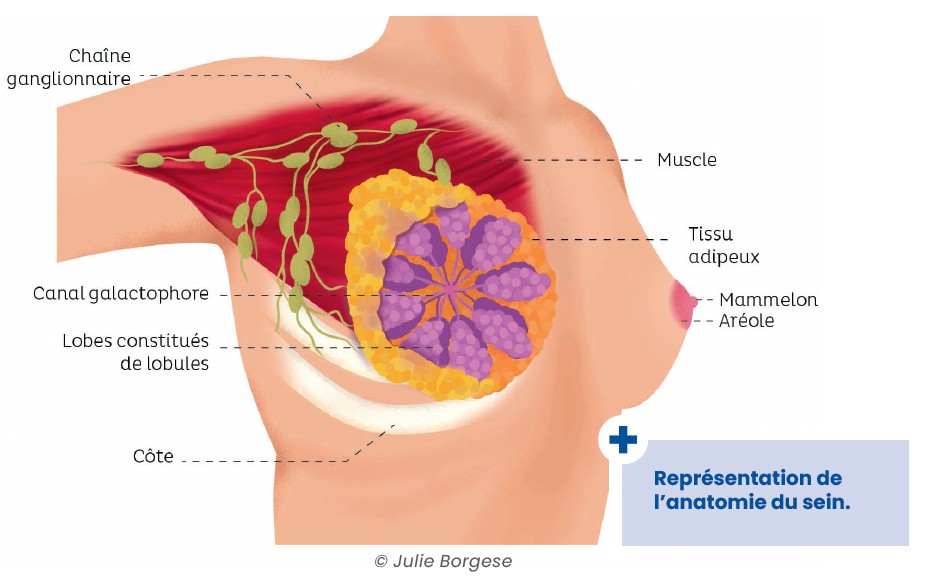 Illustration anatomique d'un sein pour aider à comprendre les différents types de cancers du sein.
