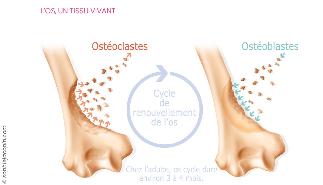 Os Tissu Vivant