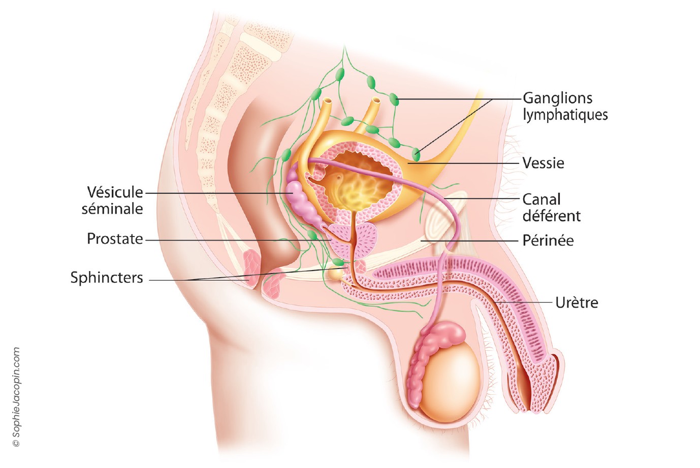 Prostate