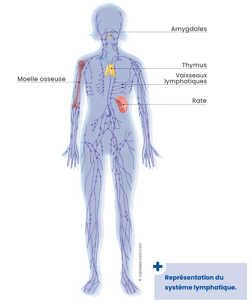 Système Lymphatique