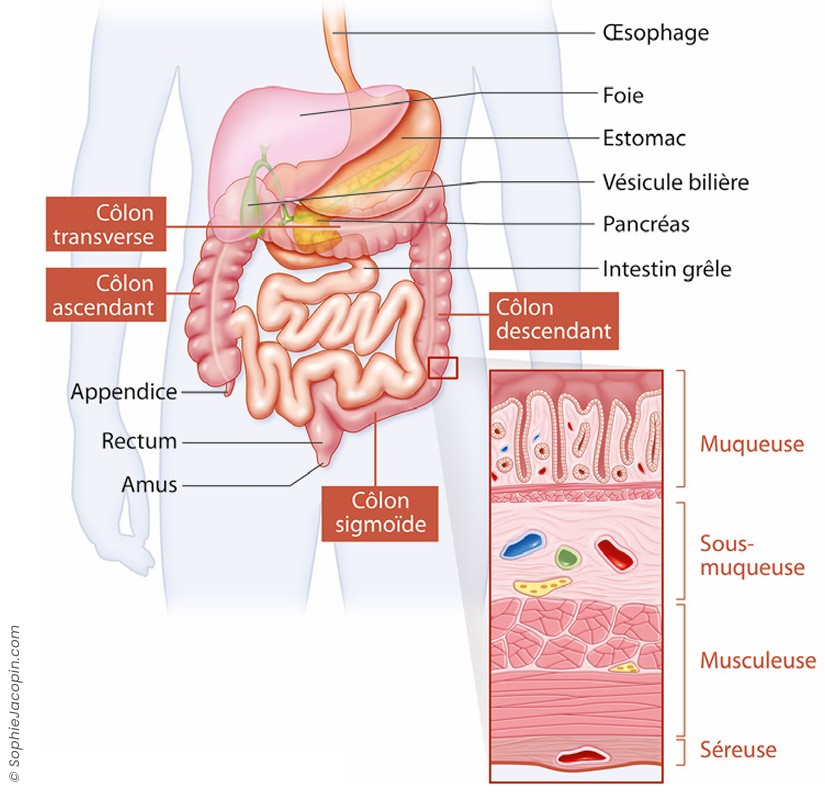 Schéma anatomique du colon et du rectum