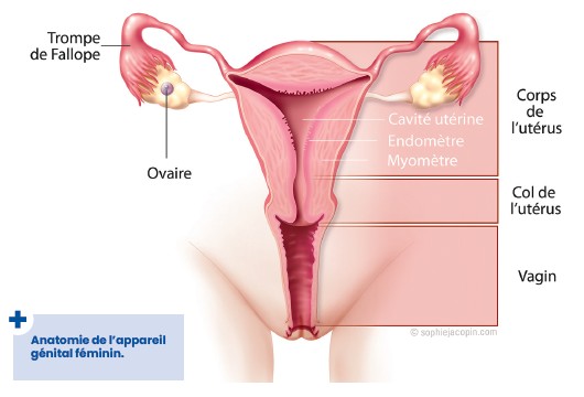 Endometre