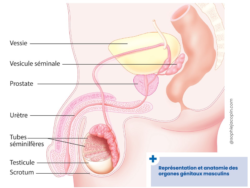 Testicule