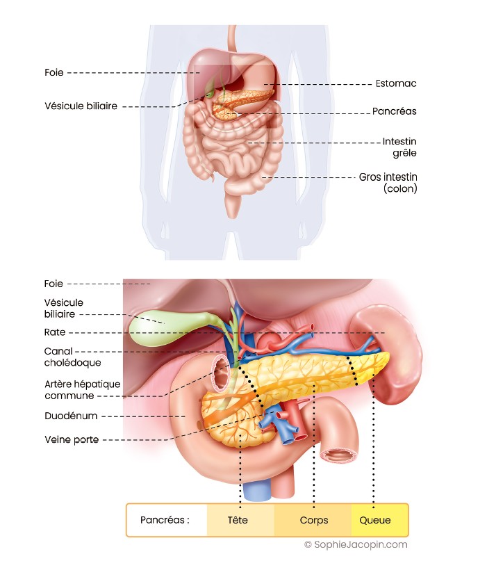 Schéma du pancréas montrant les trois zones où un cancer peut se développer : tête, corps, queue