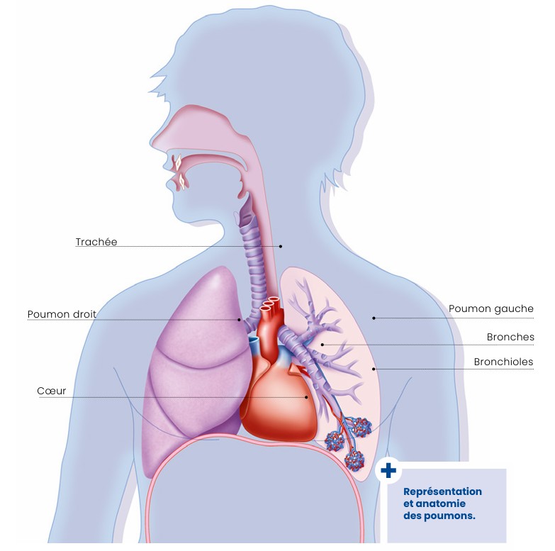 Schéma anatomique des poumons montrant les zones où un cancer peut se développer : lobes droit et gauche, bronches, bronchioles, organes périphériques