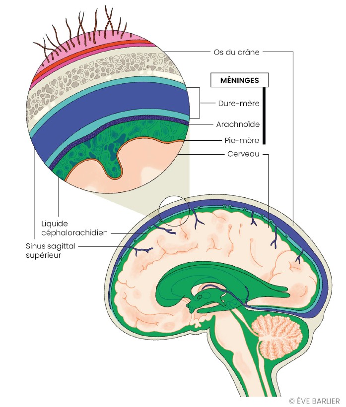 Cerveau