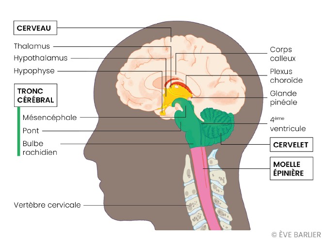 Cerveau 2