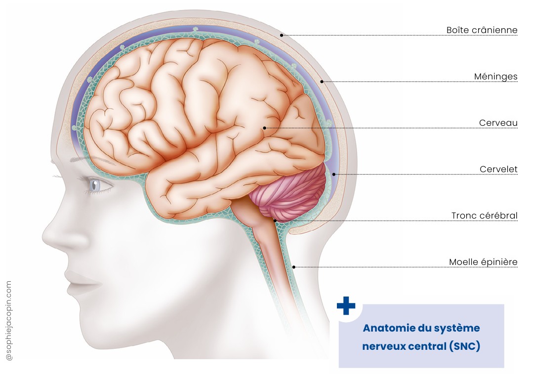 Cerveau