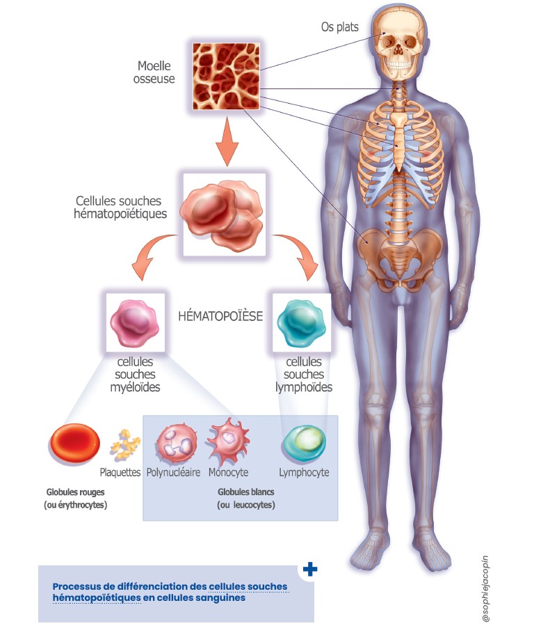 Processus de production des cellules sanguines (globules rouges, globules blancs, plaquettes) issues de la moelle osseuse