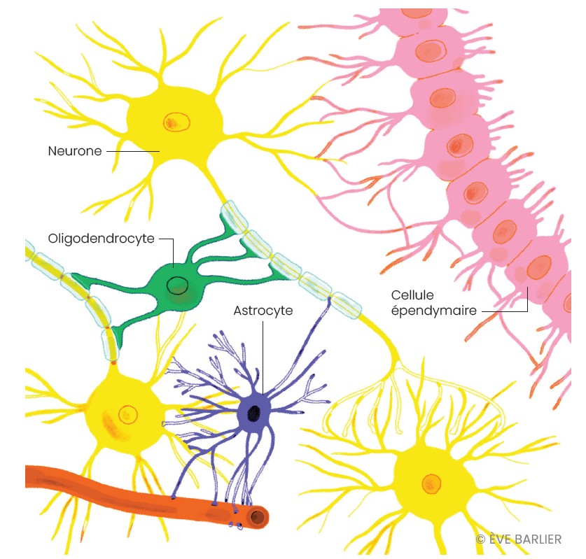 Neurones