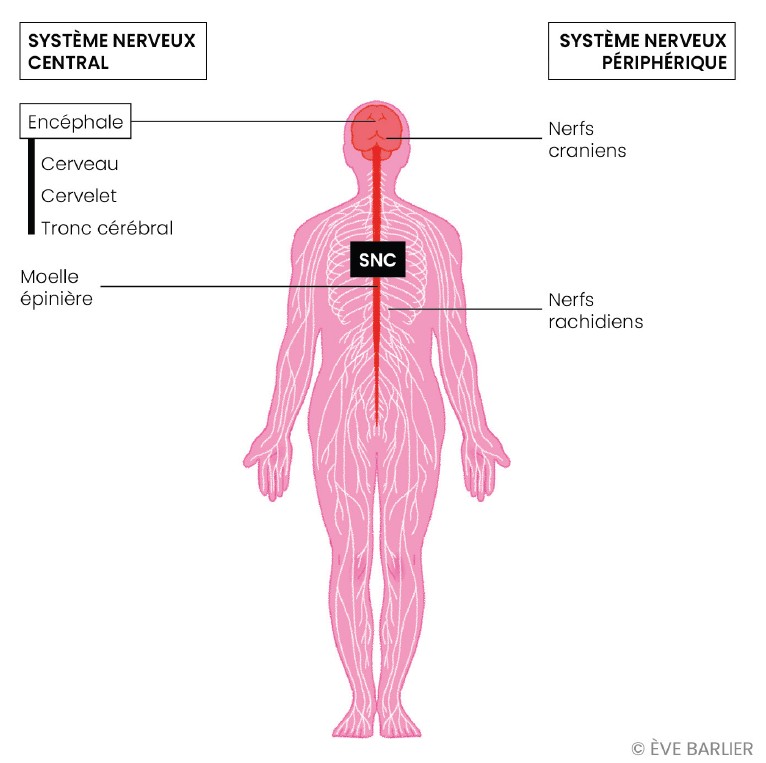 Système Nerveux