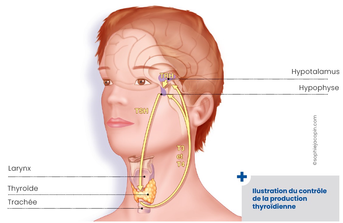 Thyroïde