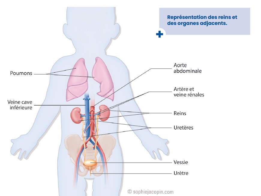 Représentation des reins et des organes adjacents chez l'enfant
