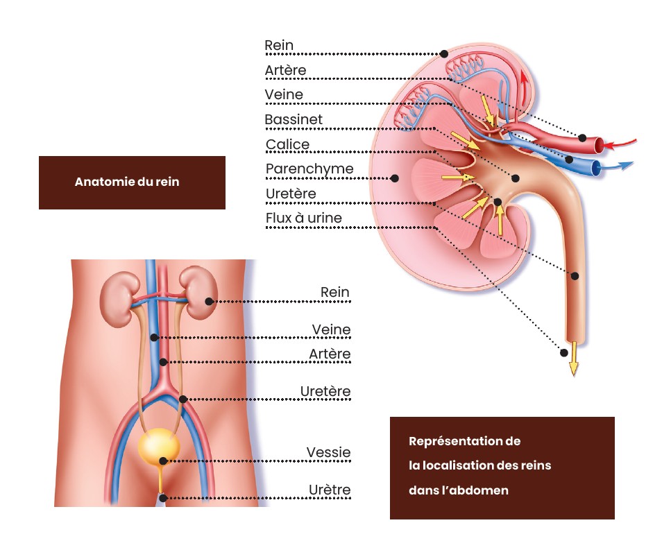 Représentation anatomique des reins dans l'abdomen